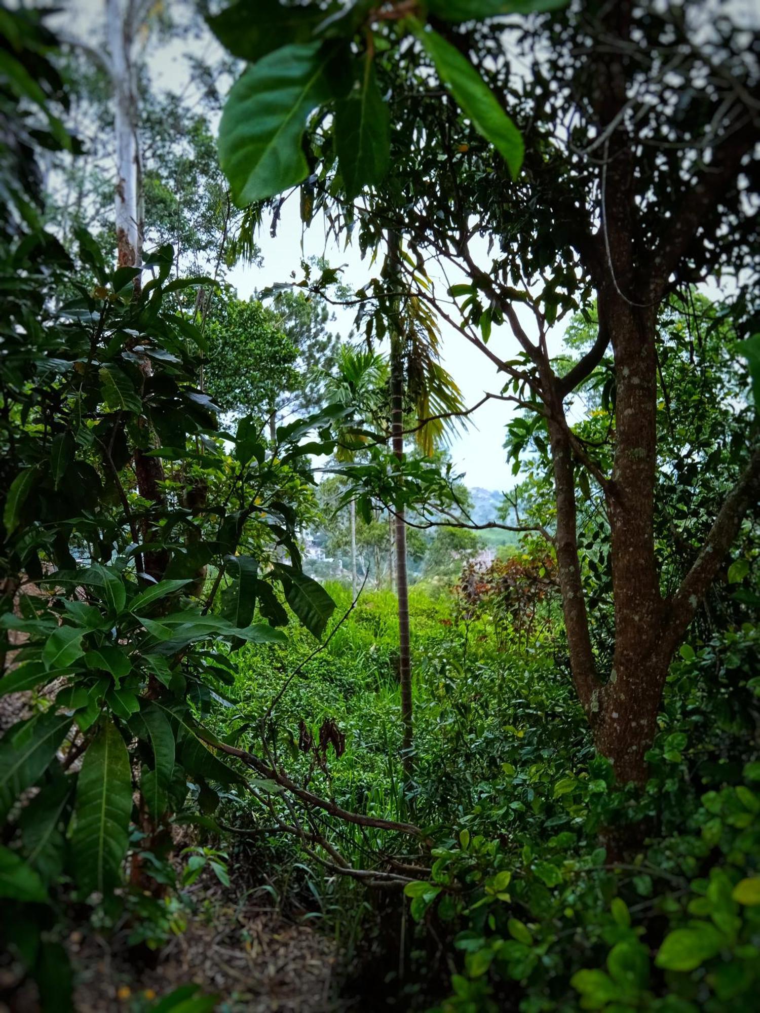 New Rose Villa Bandarawela 埃拉 外观 照片